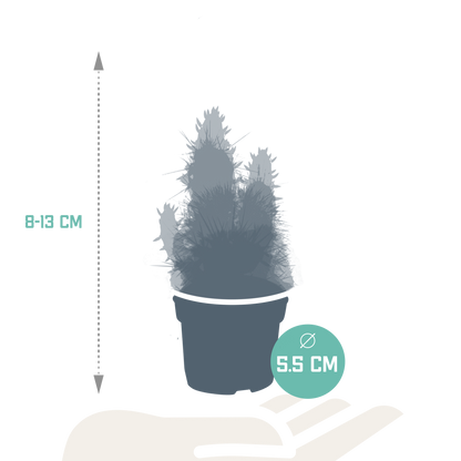 Cactus en vetplanten mix 5.5 cm | 15 stuks - zonder pot