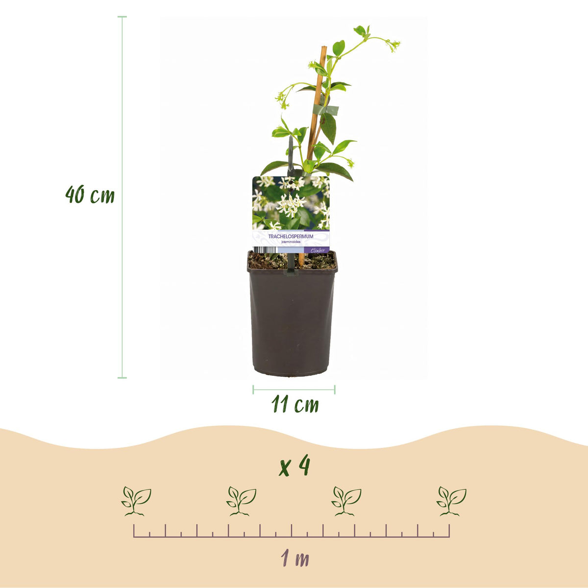 Toscaanse jasmijn - Trachelospermum jasminoides - Bloem Wit - Groenblijvend  - 2 planten - Pot 11cm Hoogte 40cm