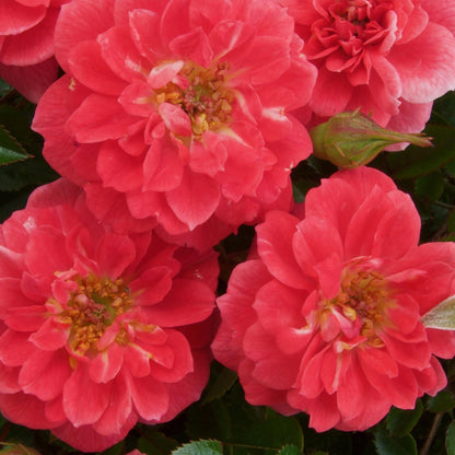 Klimroos - Rosa Salmon Queen - Bloem Licht roze - Weinig onderhoud - 2 planten - Pot 11cm Hoogte 40cm