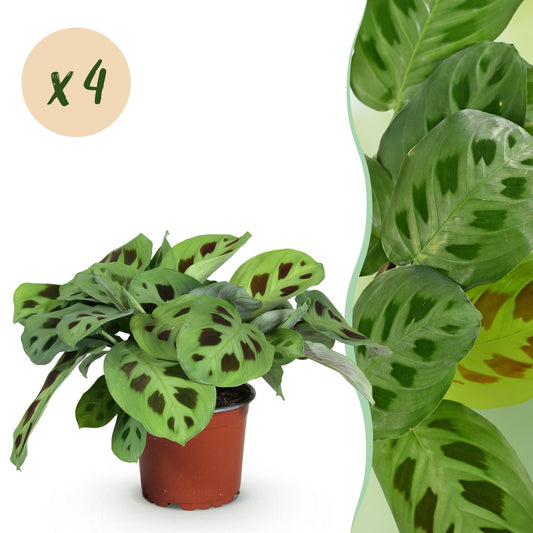 Kamerplant - Maranta Fascinator Kerchoveana - Gebedsplant - Huisdiervriendelijk - Groen - 4 Planten - Pot 12cm - Hoogte 30-35cm