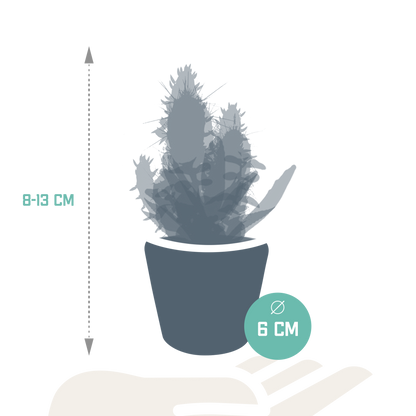 Cactus en vetplanten mix 5.5 cm | 15 stuks - in Mexicaanse pot