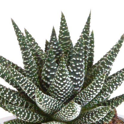 Gasteria/Haworthia mix 8,5cm - 3x - in terracotta pot