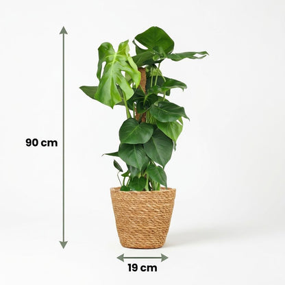 Kamerplant - Gatenplant - Monstera Deliciosa mosstok - Groen - Weinig onderhoud - 1 Plant - met Mand - Pot 19cm - Hoogte 90cm
