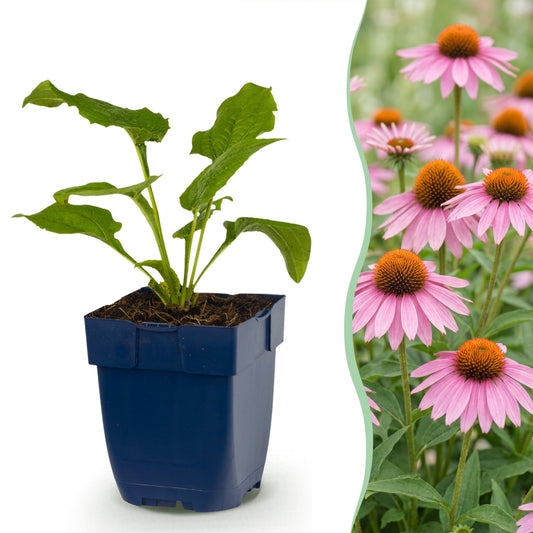 Vasteplant - Echinacea purp. Magnus - Zonnehoed - Bijen- en vlinderlokkers - Roze - 6 Planten - Pot 11cm - Hoogte 15-25cm