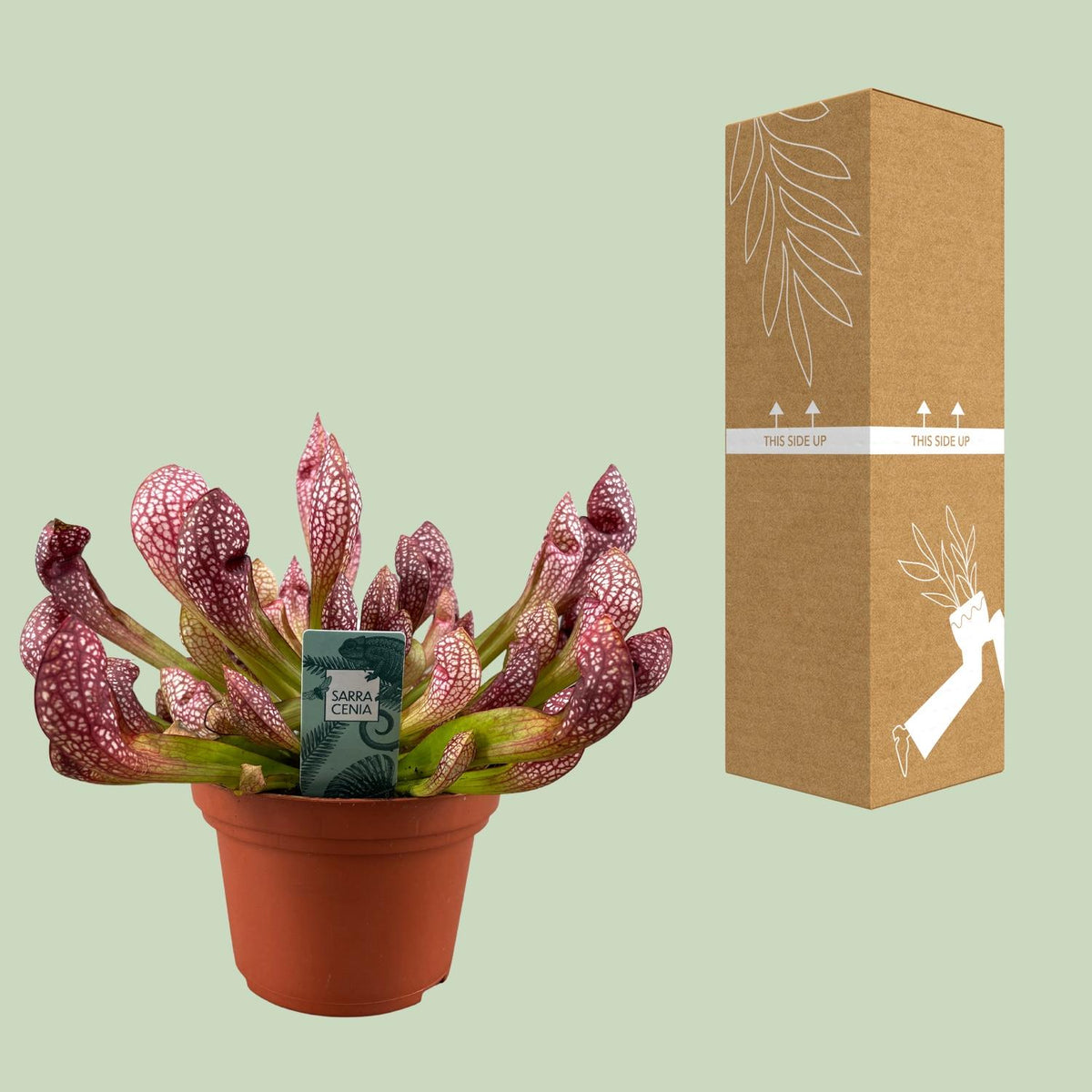 Sarracenia Scarlet Belle - Ø12cm - ↕20cm