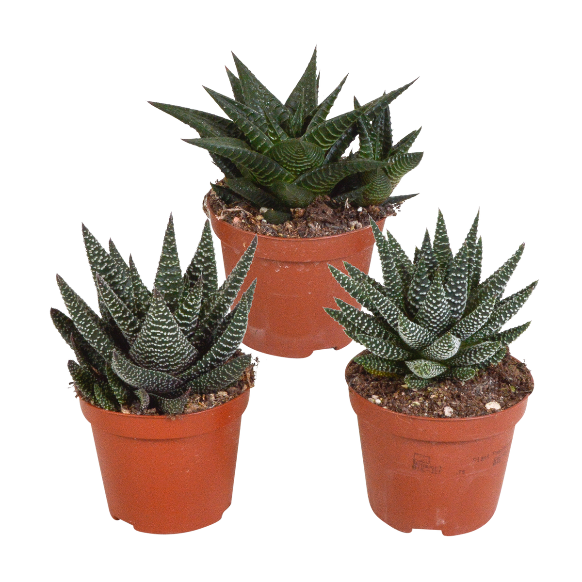 Gasteria/Haworthia mix 8,5cm - 3x - zonder pot