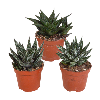Gasteria/Haworthia mix 8,5cm - 3x - zonder pot