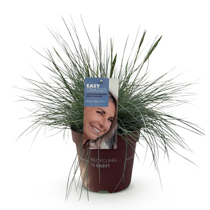 Siergrassen - Festuca glauca Intense Blue  - Blauw - 1 Plant - Groenblijvend - Winterhard - Pot 17cm Hoogte 50cm
