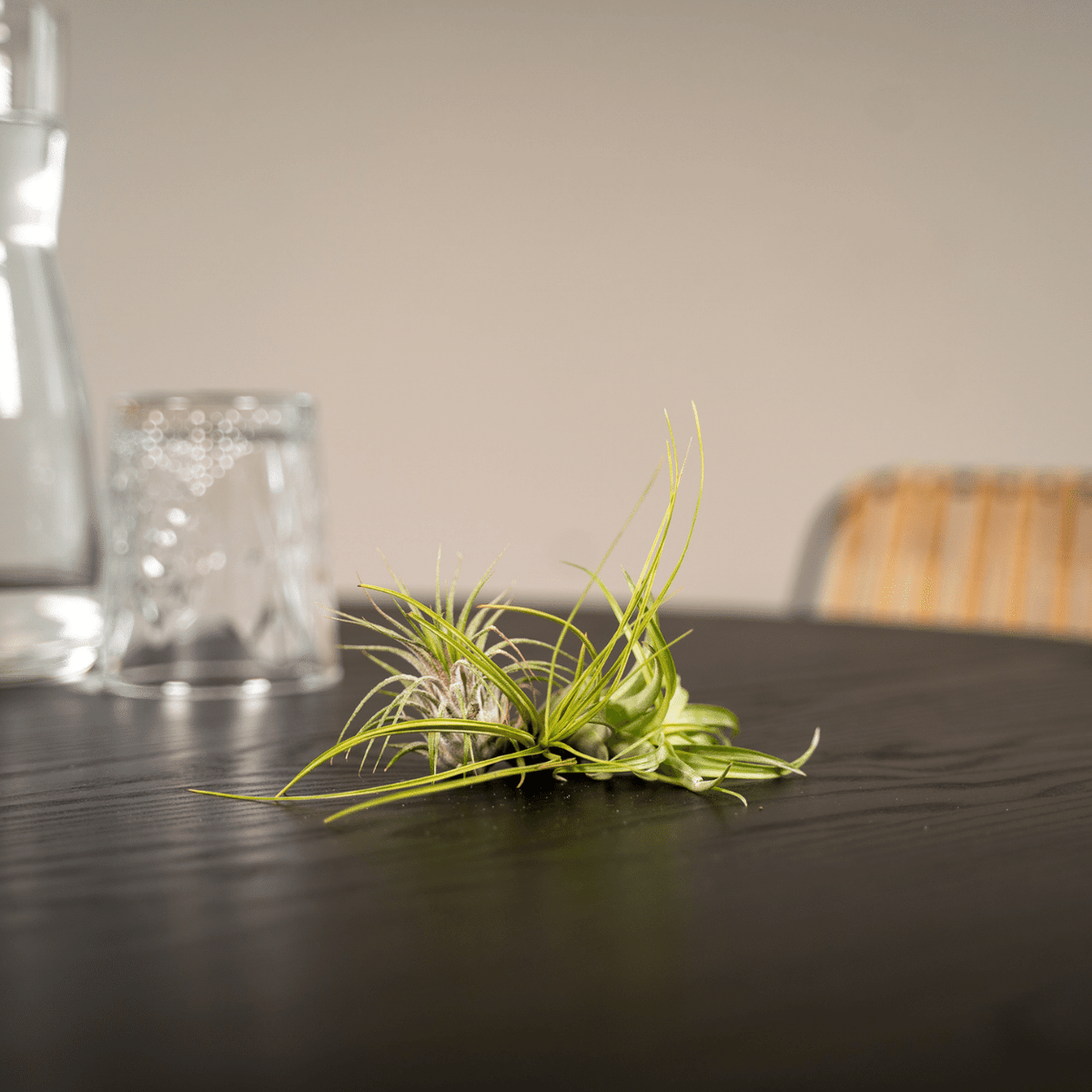 Tillandsia Air mix - 5 stuks - 6 cm - ø6