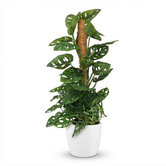 Kamerplant - Monkey Mask - Monstera Andansonii Mosstok - Groen - Weinig onderhoud - 1 Plant - met Potter Wit - Pot 19cm - Hoogte 90cm