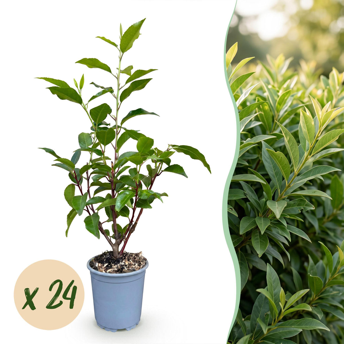 24x Prunus lusitanica Angustifolia - Portugese Laurier - Haagplanten - Groenblijvend - Groen - Pot 9cm - Hoogte 25-35cm