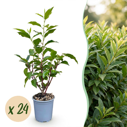 24x Prunus lusitanica Angustifolia - Portugese Laurier - Haagplanten - Groenblijvend - Groen - Pot 9cm - Hoogte 25-35cm
