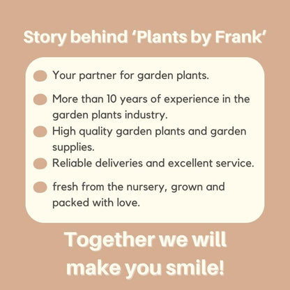 Echte krans Elena | Ø diameter 30 cm