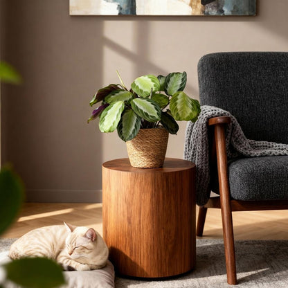 Kamerplant - Maranta Fascinator Silverband - Gebedsplant - Huisdiervriendelijke Plant - Groen - 2 Planten - met Mand - Pot 12cm - Hoogte 25cm