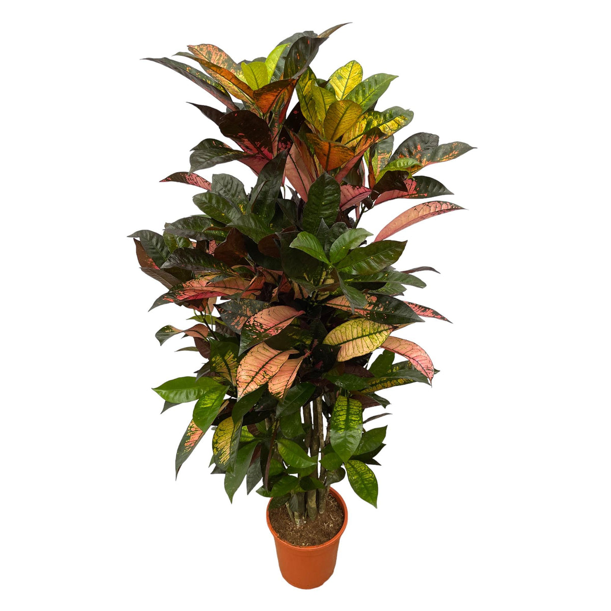 Codiaeum (Croton) Iceton vertakt - 100 cm - Ø24cm