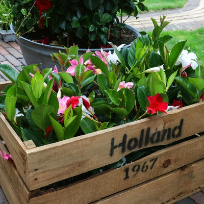 Dipladenia Mix - 2 x Mandevilla pink - 2 x Mandevilla white - 2 x Mandevilla red Ø12 cm -↕•25 cm
