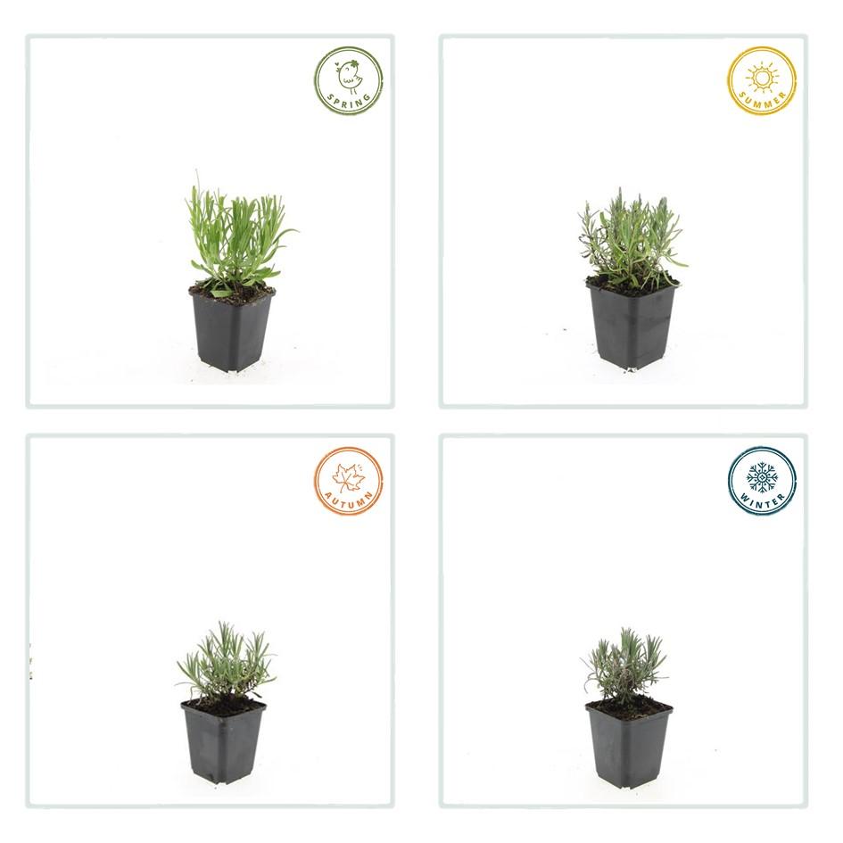 6x Lavandula ang. 'Munstead' - ↕10-25cm - Ø9cm