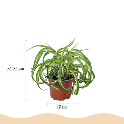 Kamerplant - Chlorophytum comosum Bonnie - Krullende Graslelie - Huisdiervriendelijke Plant - Groen - 2 Planten - met Potter Grijs - Pot 12cm - Hoogte 20cm
