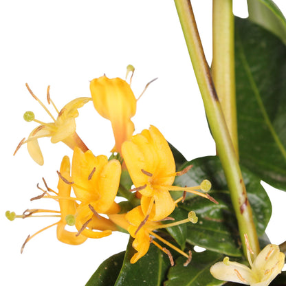 4x - Lonicera henryi - ↨65cm - Ø15