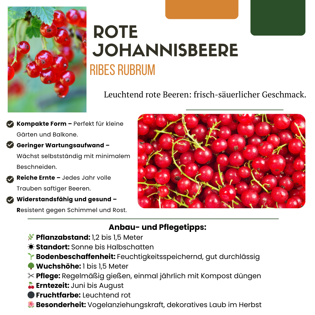 6 x Biologische Kruisbessenplanten - Ø 13 cm - ↨ 20 cm