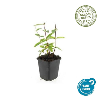 6x Hypericum inodorum 'Annebel' - ↕10-25cm - Ø9cm