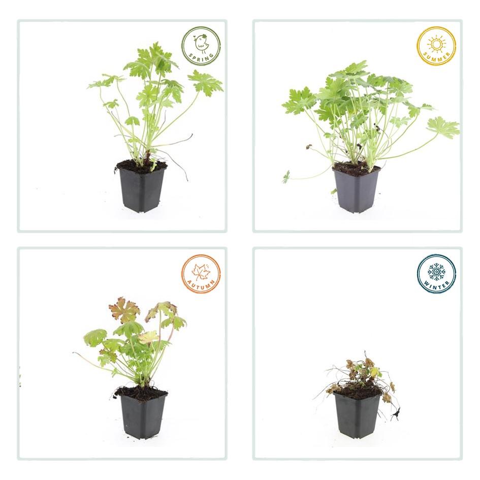 6x Geranium macrorrhizum - ↕10-25cm - Ø9cm