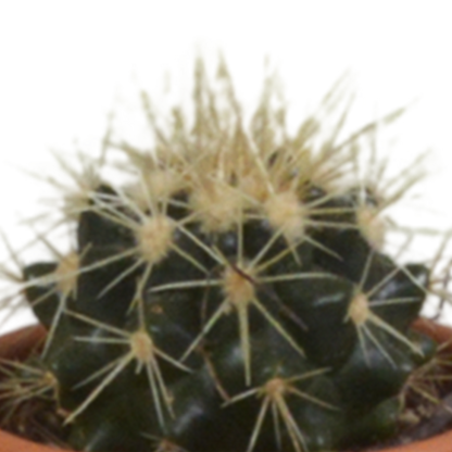 Cactus mix 5.5 cm - 5x - in terracotta pot