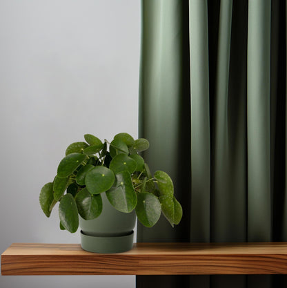 Pilea Peperomiodes - Pannekoekenplant - Ø15cm - ↕25cm