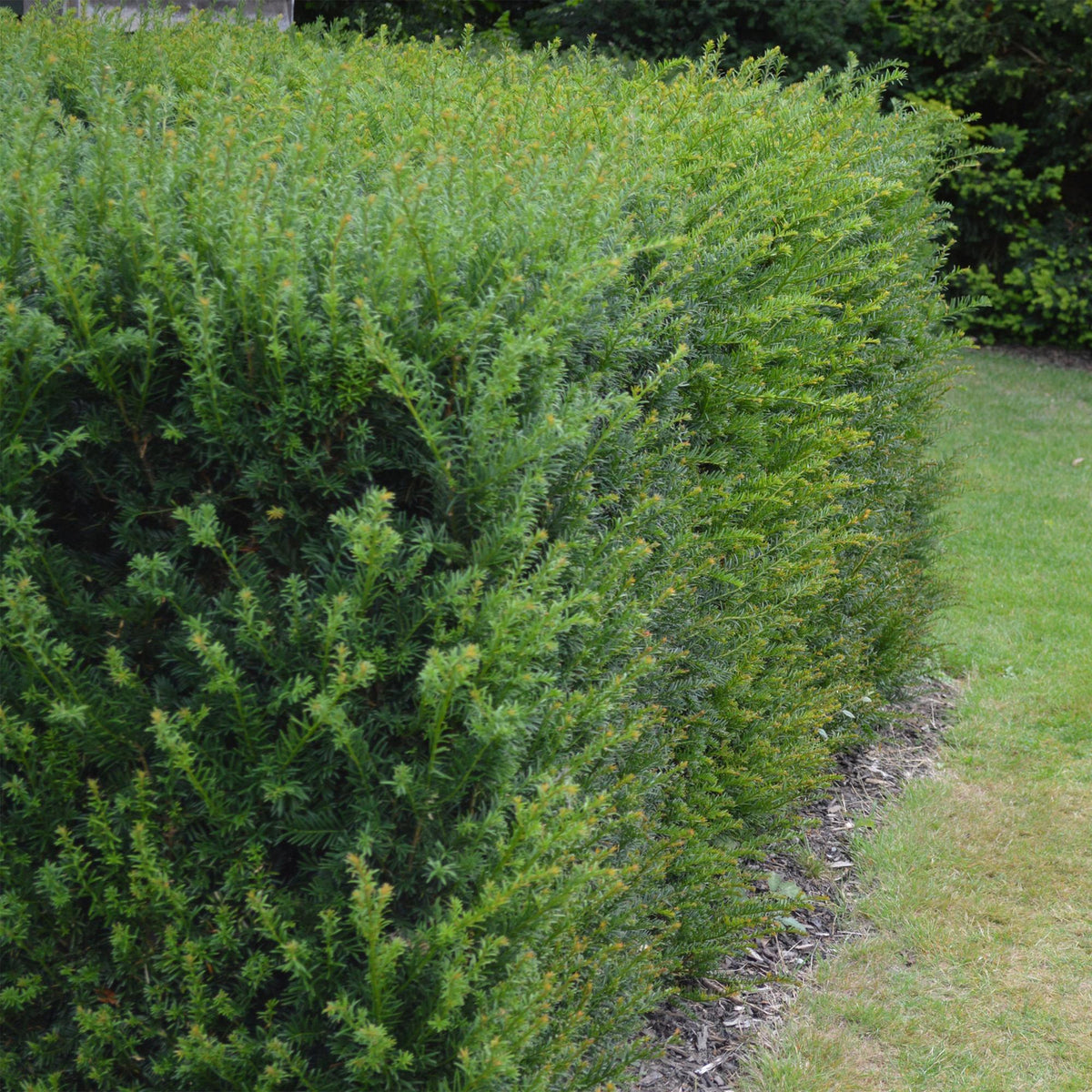 Haagplanten - Taxus baccata - blad groen - 6 planten - 1 strekkende meter - groenblijvend - pot 17cm hoogte 60cm