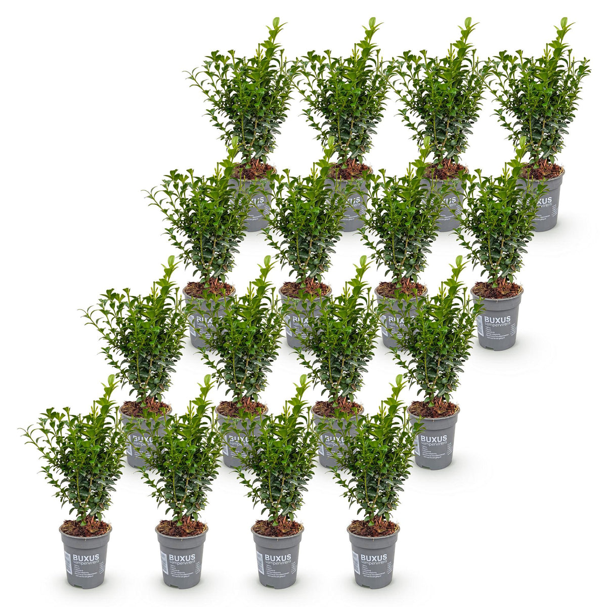 16x Buxus sempervirens - Palmboompje - Haagplanten - Groenblijvend - Groen - Pot 9cm - Hoogte 20-25cm