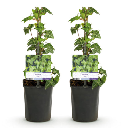 Klimplant - Hedera helix Glacier -  Blad Bont - Groenblijvend - 2 planten - Pot 11cm Hoogte 40cm