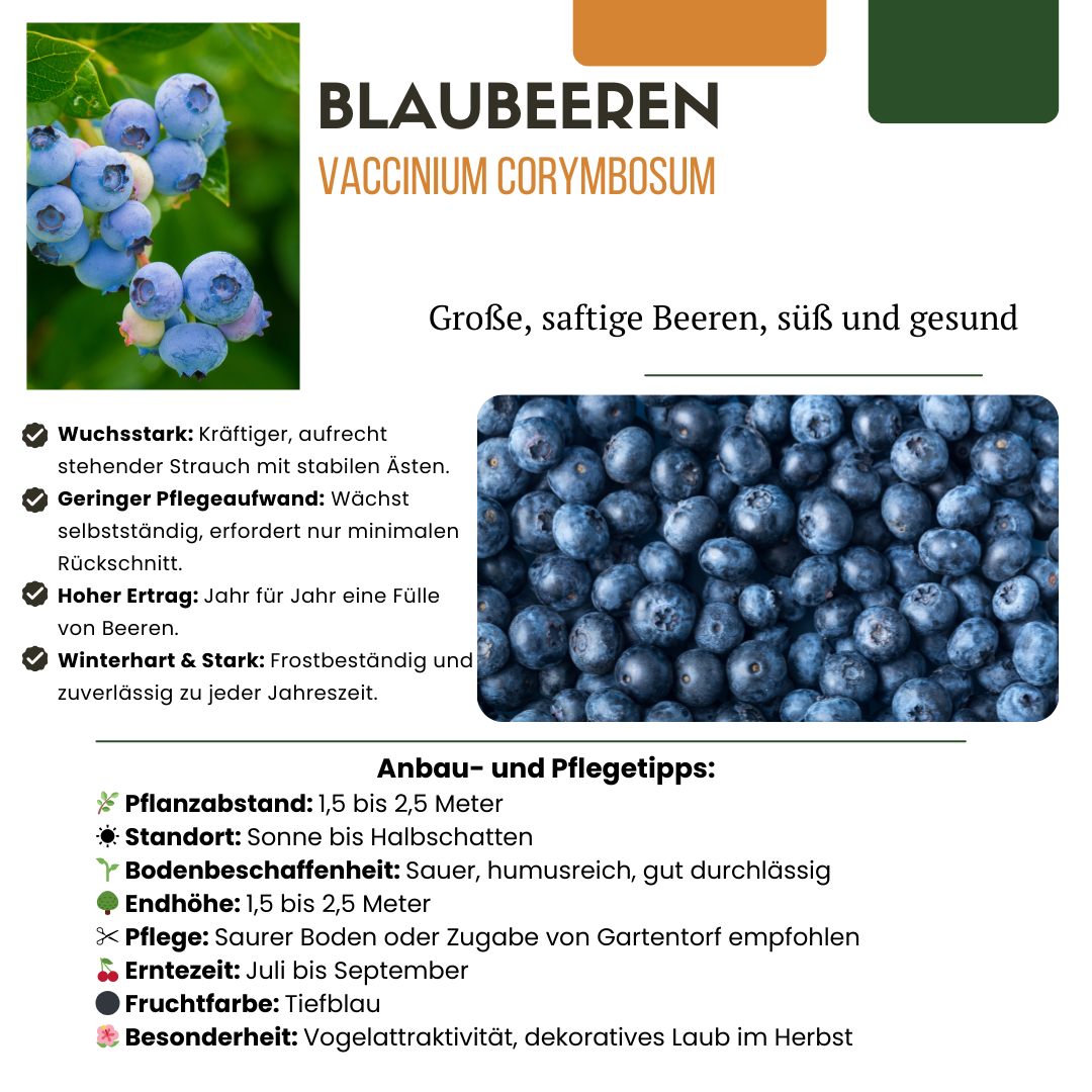 3 x Bosbessenplanten BIO - Ø 13 cm - ↨ 20 cm