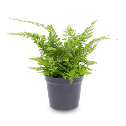 Varen - Athyrium spicatum - Terrarium plant - Potmaat 6