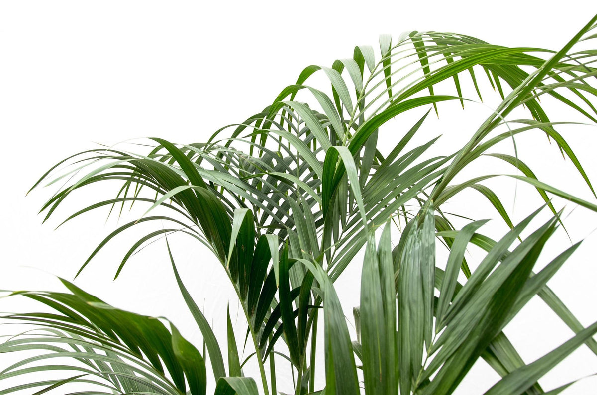 Kentia palm - 180cm - ⌀21 -25