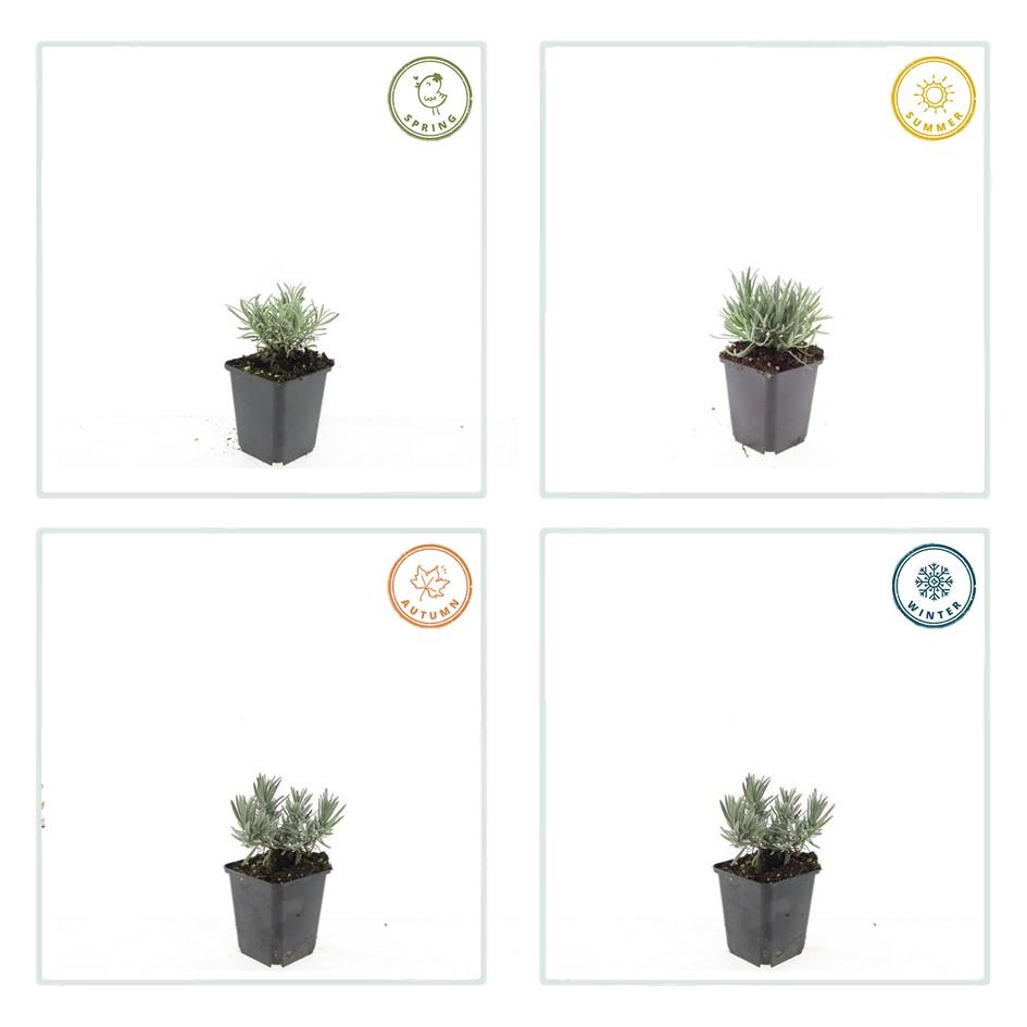 12x Lavandula int. 'Edelweiss' - ↕10-25cm - Ø9cm