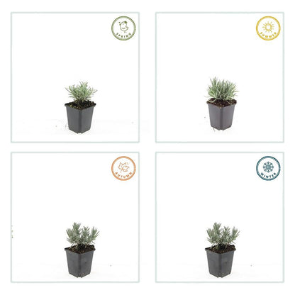 12x Lavandula int. 'Edelweiss' - ↕10-25cm - Ø9cm
