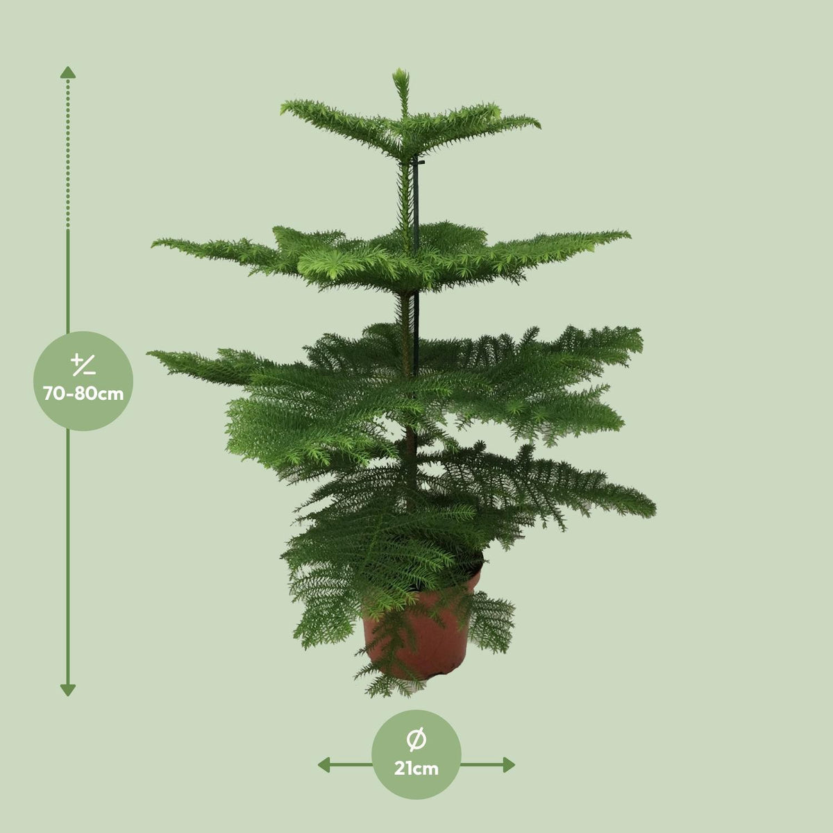 Araucaria Heterophylla - Ø21cm - ↕70cm