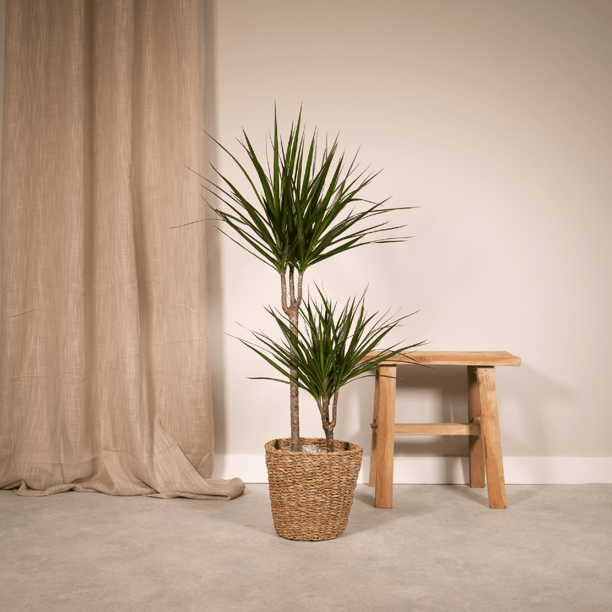 Dracaena Marginata - Ø19cm - ↕100cm