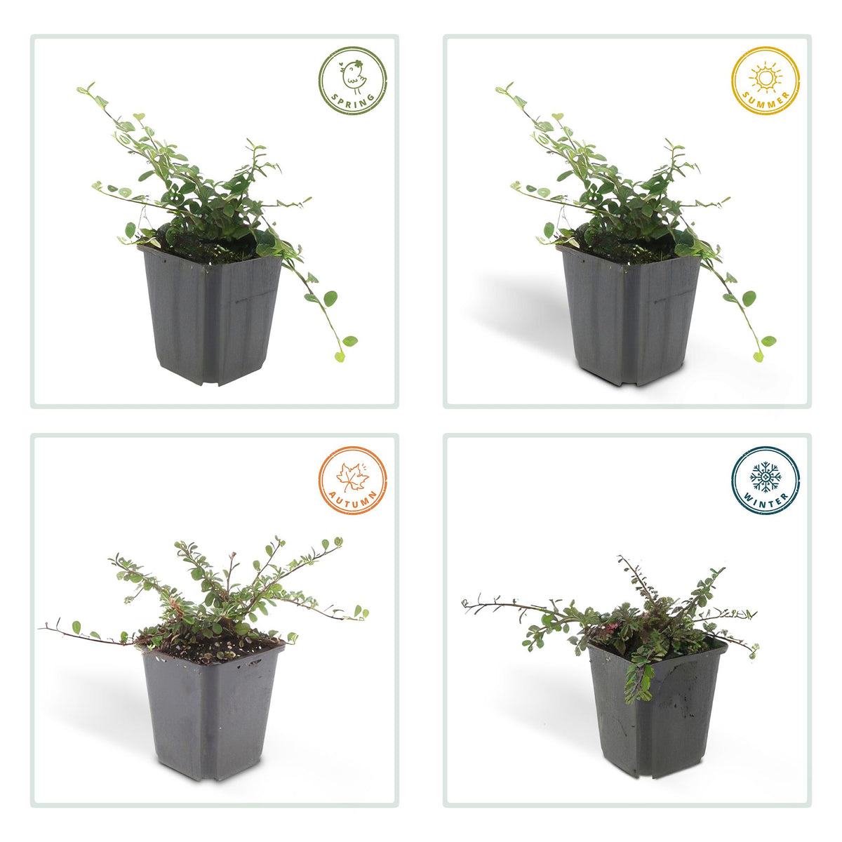 60x Cotoneaster pr. 'Queen of Carpets' - ↕10-25cm - Ø9cm