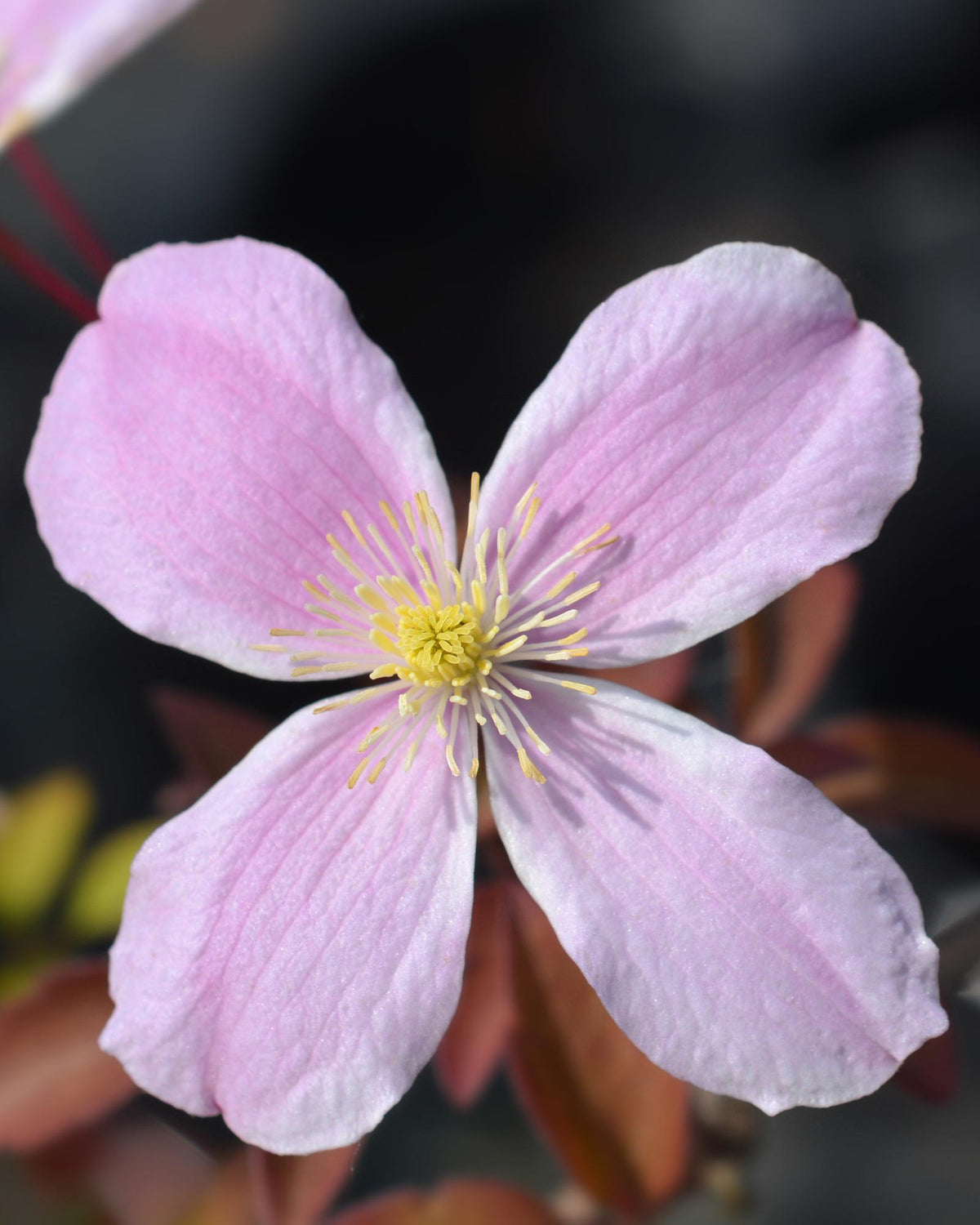 Clematis Montana 'Fragrant Spring' - ↨65cm - Ø15