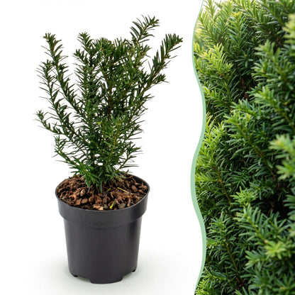 16x Taxus baccata - Venijnboom - Haagplanten - Groenblijvend - Groen - Pot 9cm - Hoogte 20-30cm