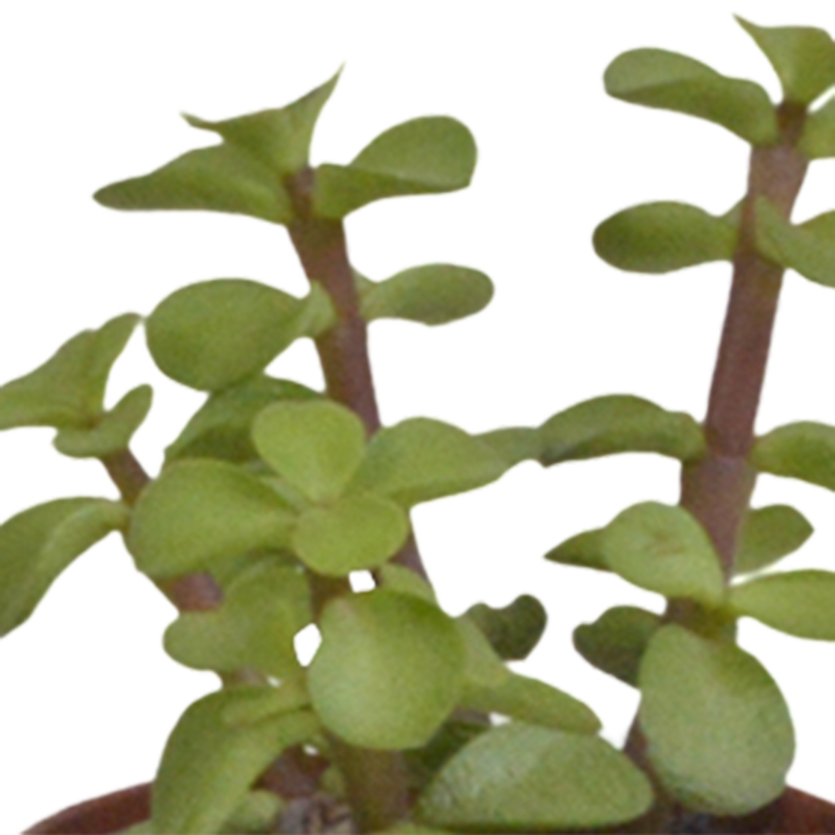 Vetplanten mix 5.5 cm - 5x - in witte pot