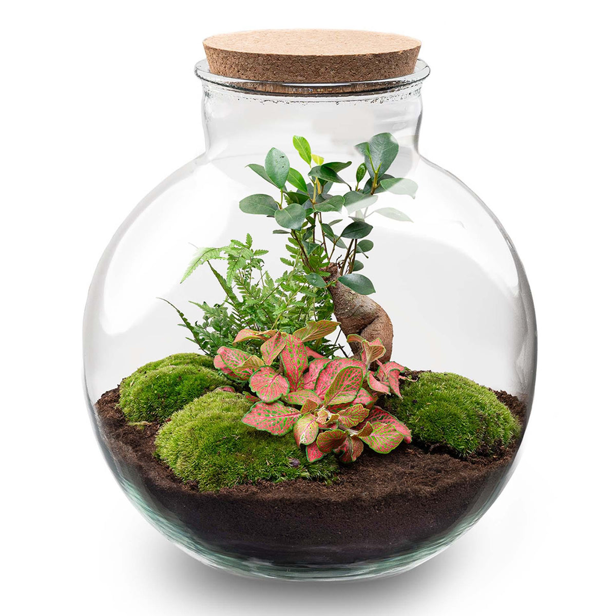 DIY Planten terrarium - Bolder Bob Bonsai - Ø 31 cm ↑ 30 cm - Rake + Shovel