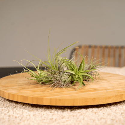 Tillandsia Air mix - 10 stuks - 6 cm - ø6