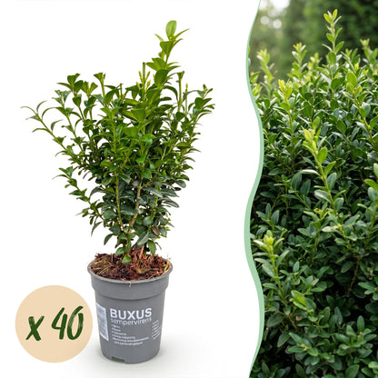 40x Buxus sempervirens - Palmboompje - Haagplanten - Groenblijvend - Groen - Pot 9cm - Hoogte 20-25cm