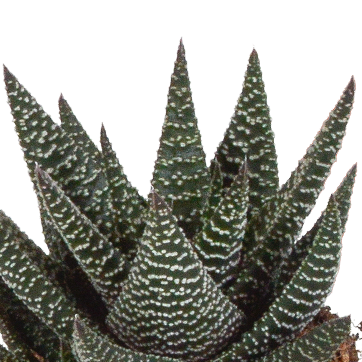 Gasteria/Haworthia mix 8,5cm - 3x - zonder pot