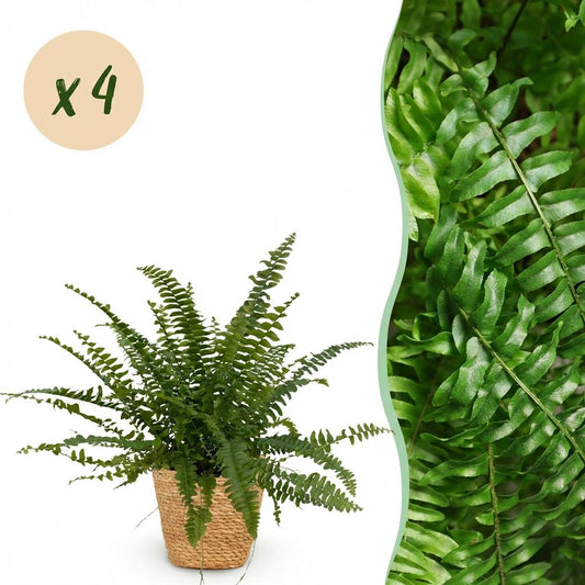 Kamerplant - Nephrolepsis exaltata Green Lady - Varen - Huisdiervriendelijke Plant - Groen - 4 Planten - met Mand - Pot 12cm - Hoogte 25cm