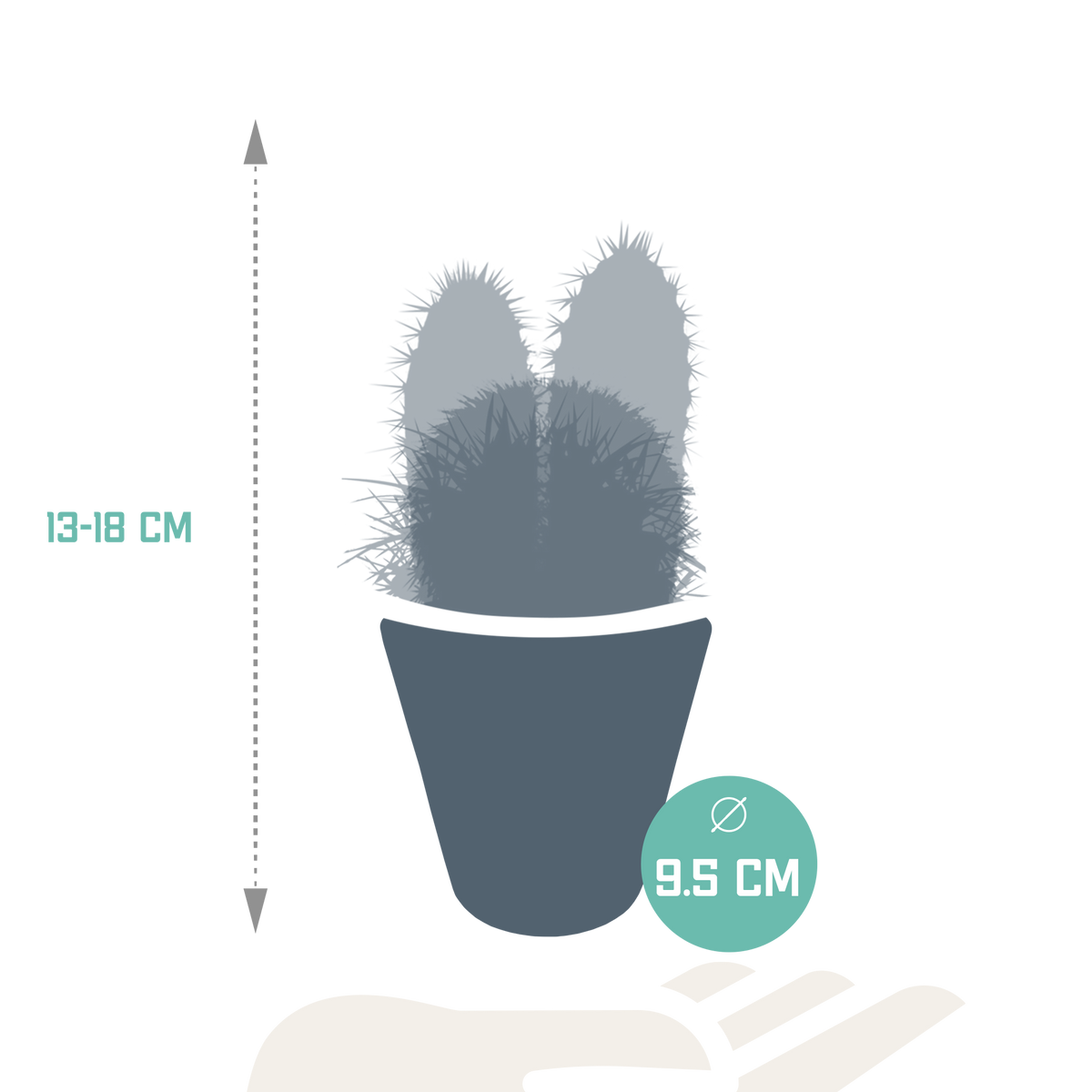 Cactus mix 8.5 cm - 3x - in witte pot
