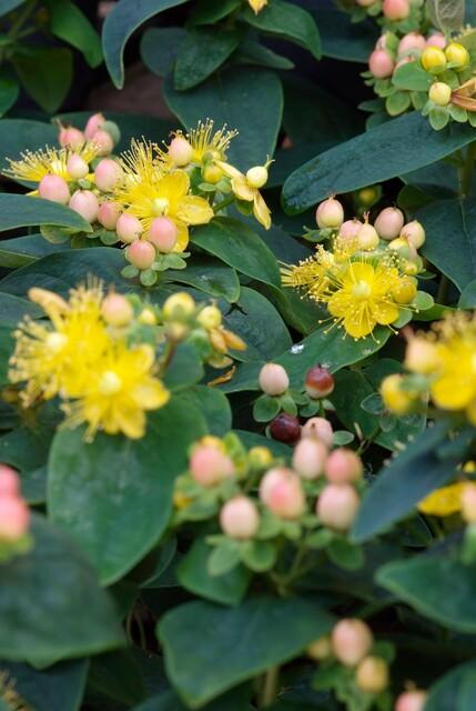 6x Hypericum inodorum 'Annebel' - ↕10-25cm - Ø9cm