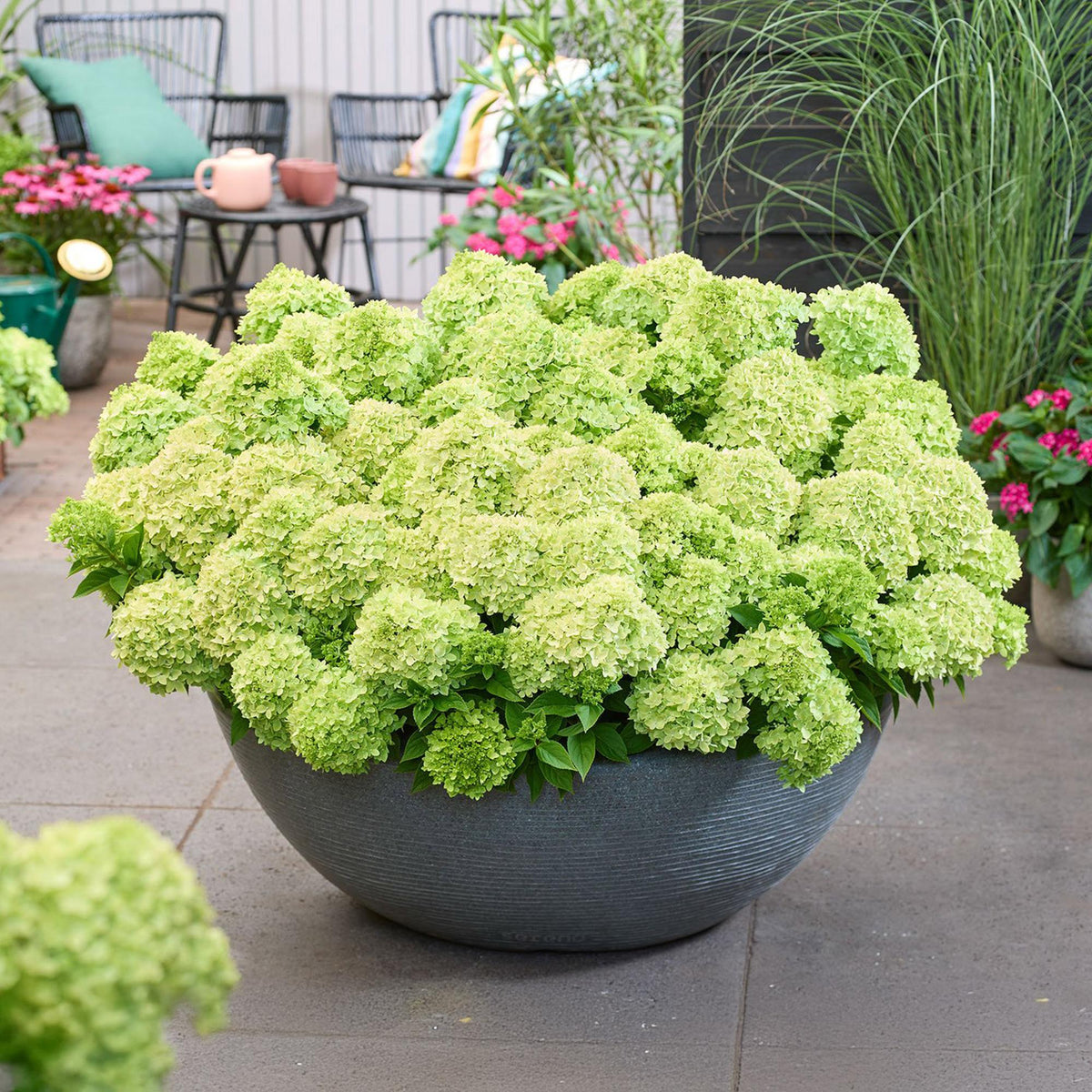 Tuinplant - Hydrangea panniculata Groundbreaker Greeny - Pluimhortensia - Winterhard - Creme - 8 Planten - Pot 14cm -Hoogte 20-25cm